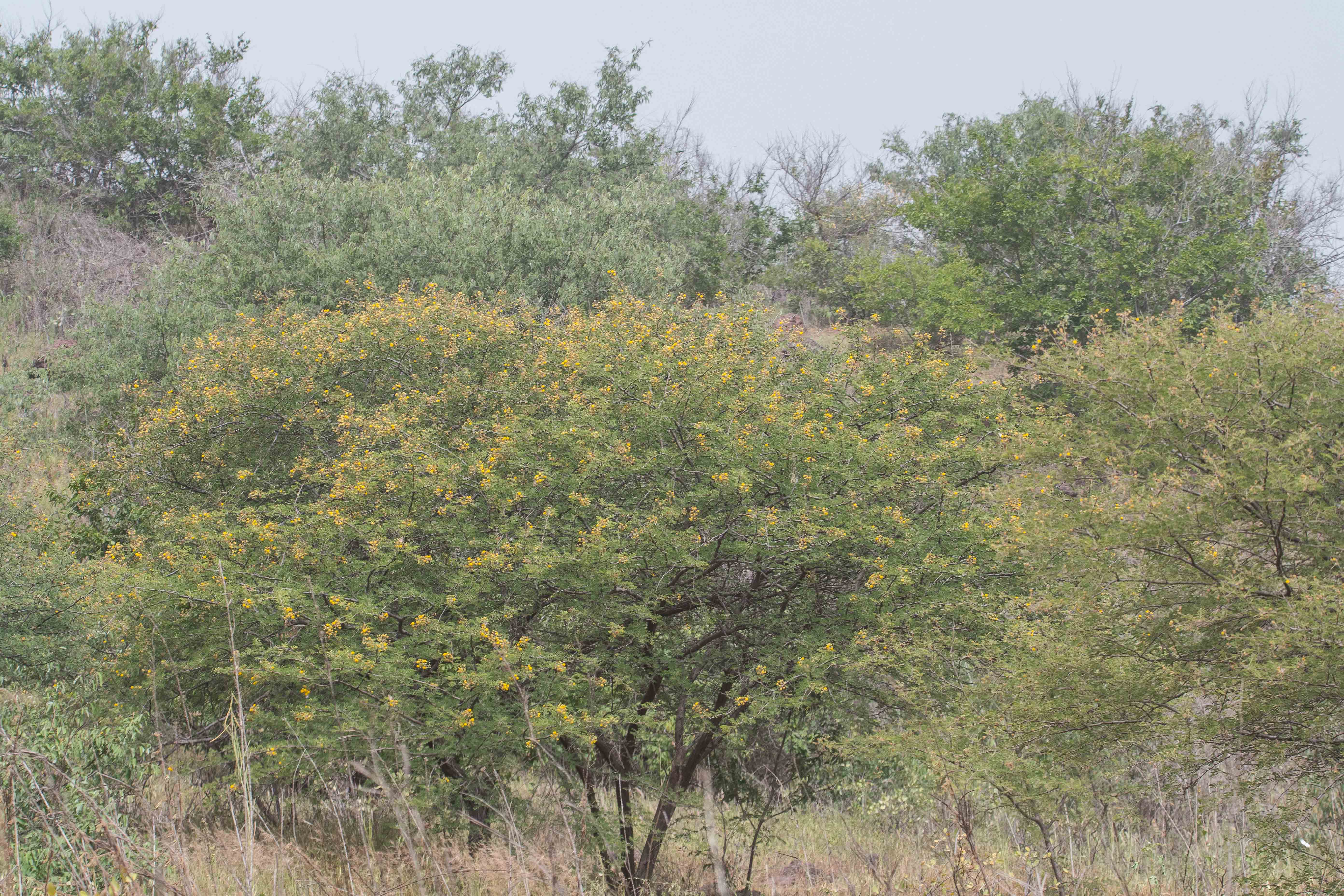 Acacias sauvages en fleurs fin Octobre dans la Réserve de Popenguine. 